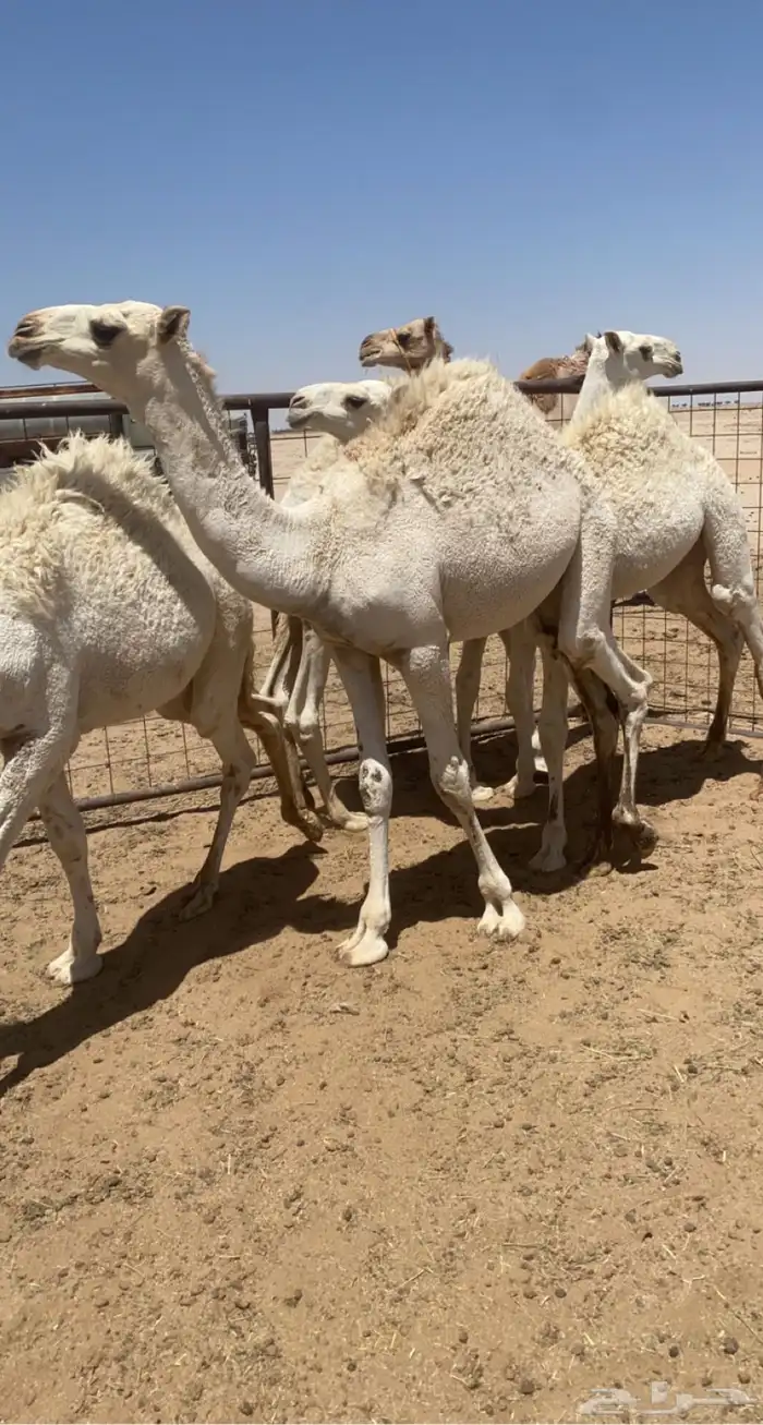 حشو للبيع 1