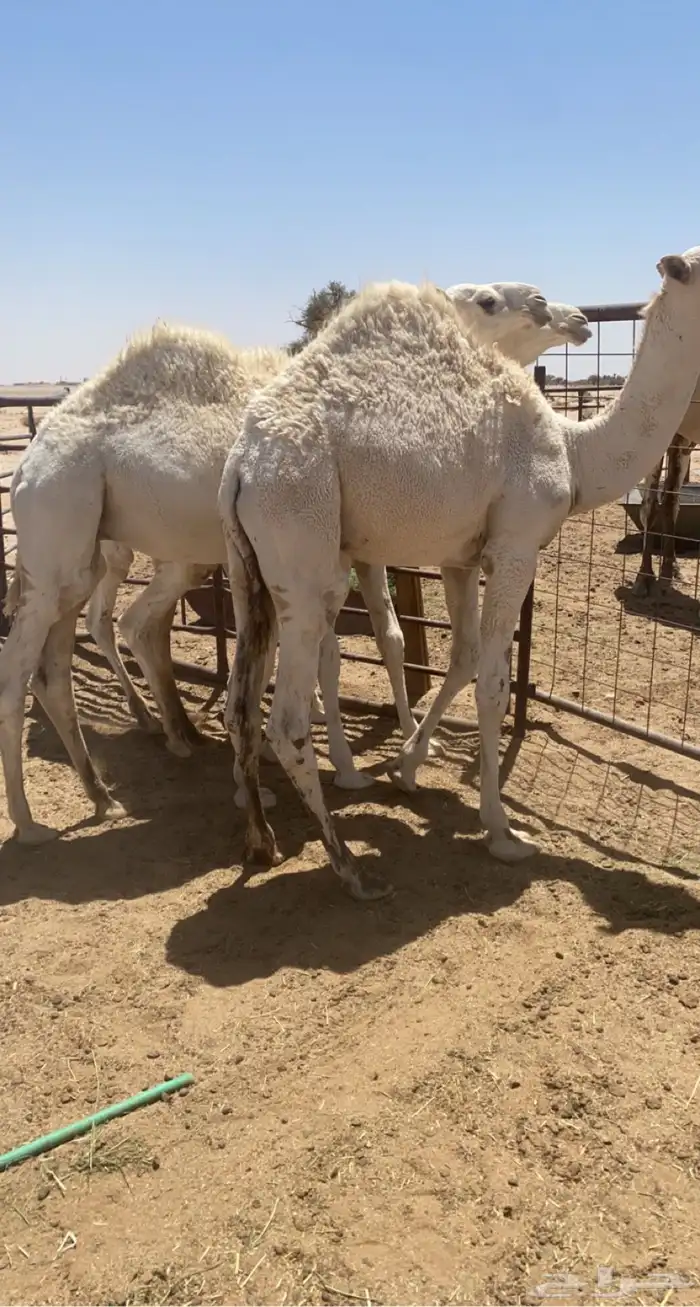 حشو للبيع 0