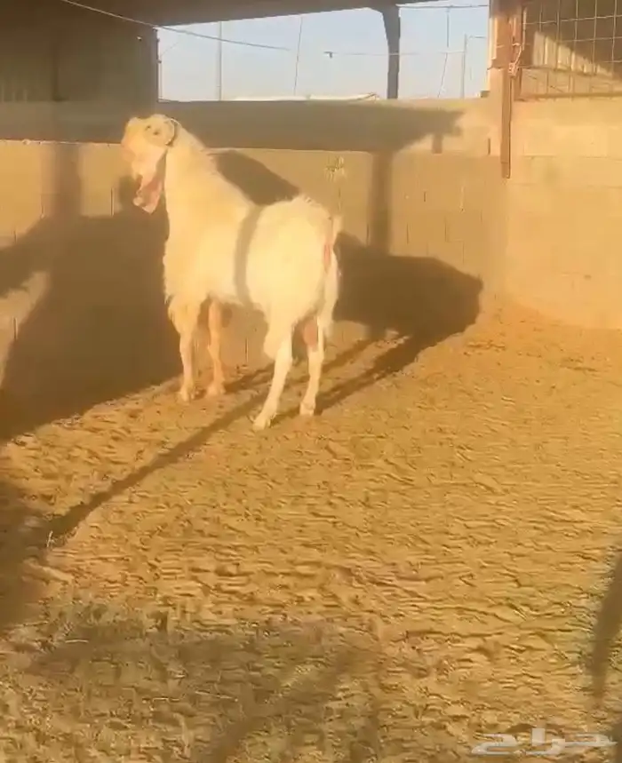 فحل صنف مطور جرم ابرص 1