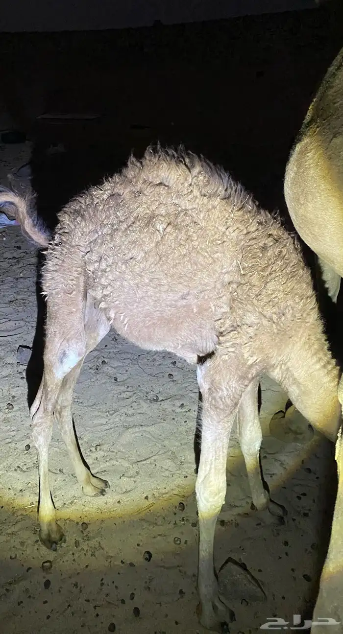 قعود تربيه 2