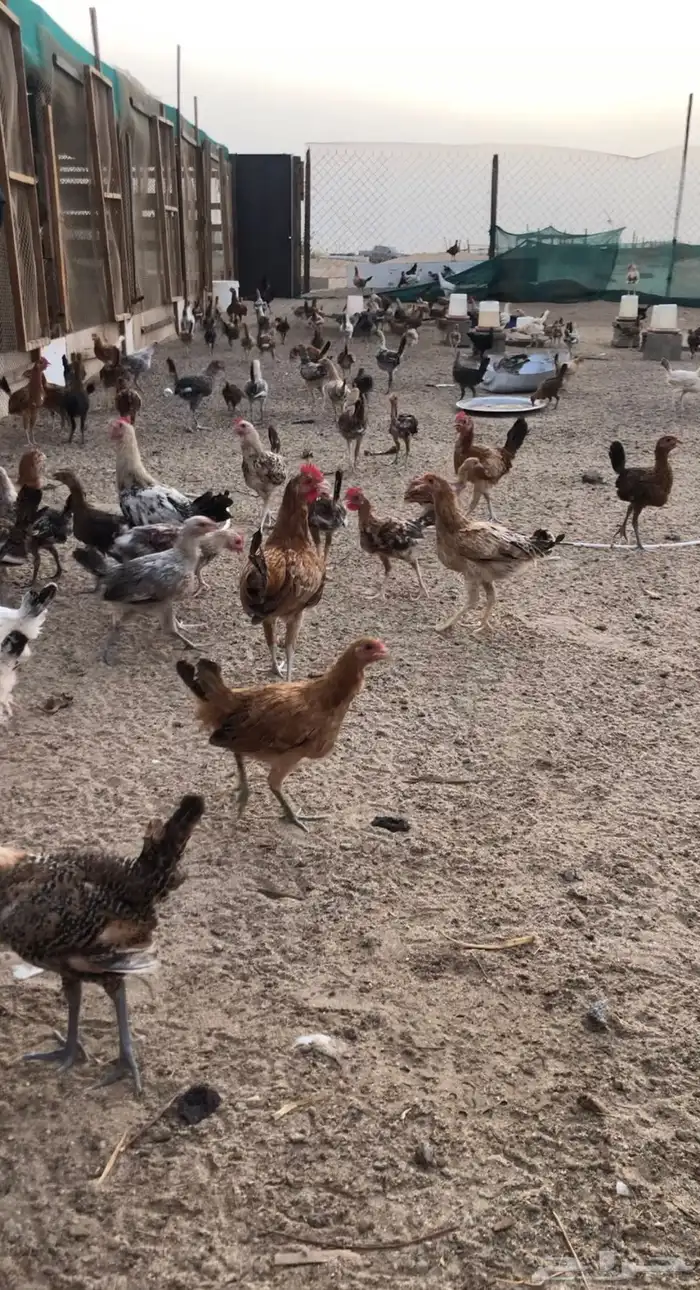 دجاج بلدي اعمار ثلاثه شهور 3