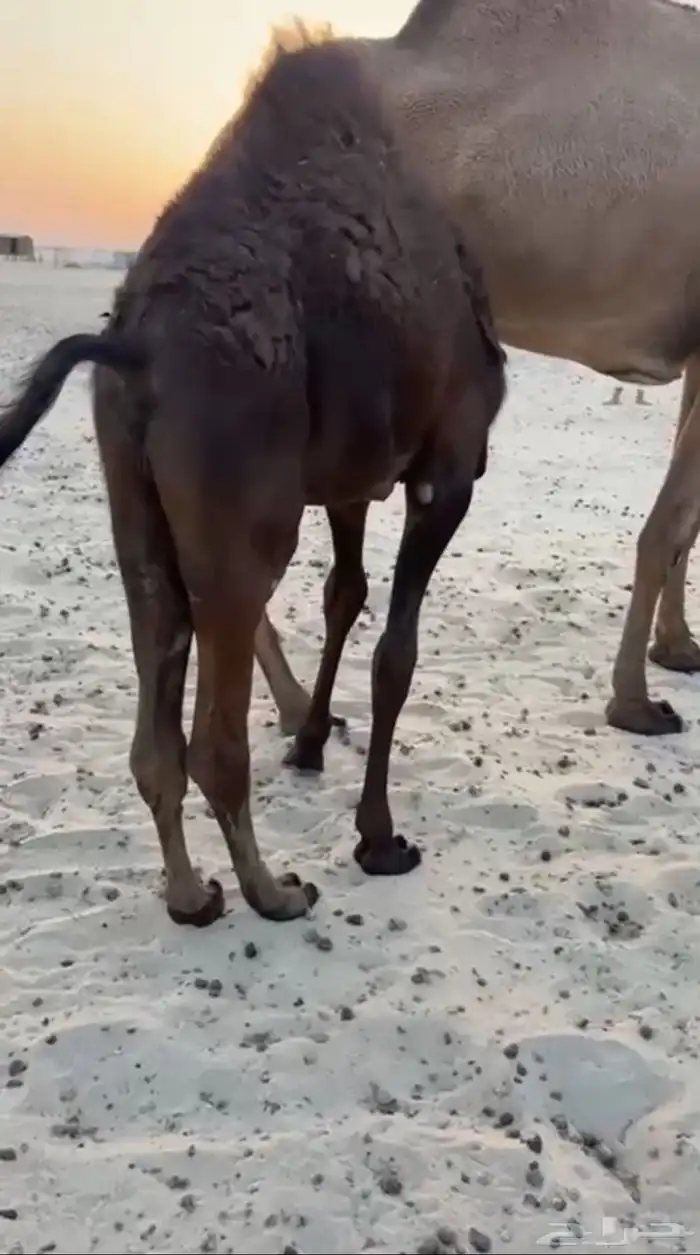 حوار مجهم فل شحم 1