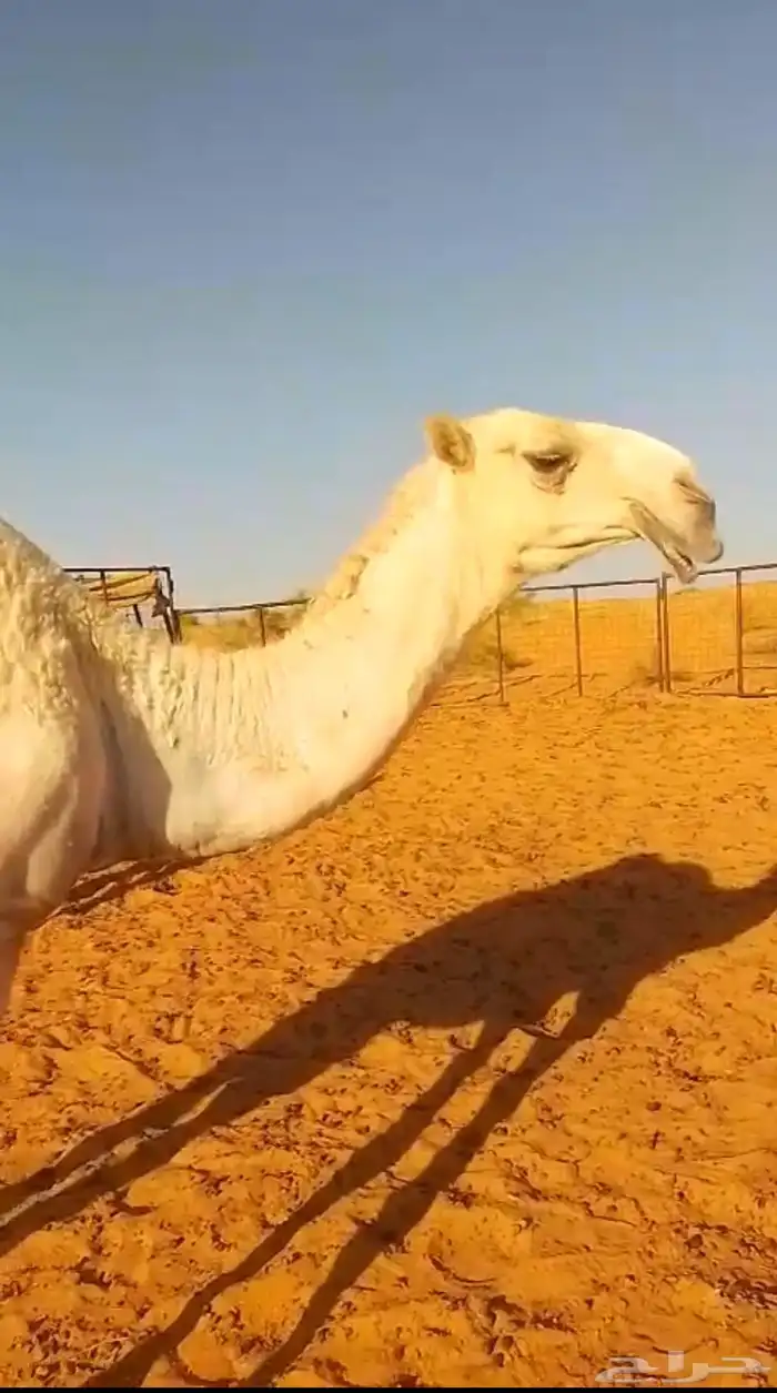 أبل بكار انتاج الباتل 1