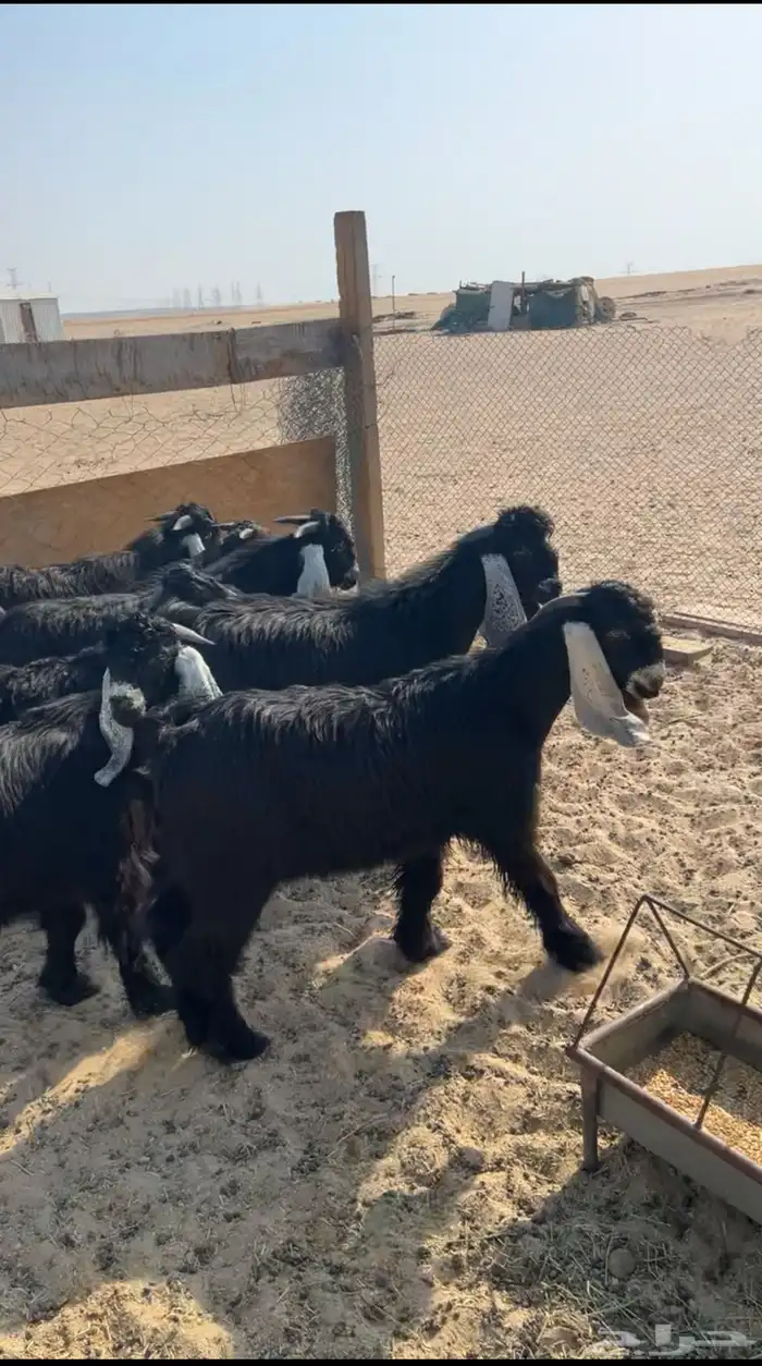 للبيع تيوس عوارض طيبه جذعان فيها مشاريع فحول تم البيع 1
