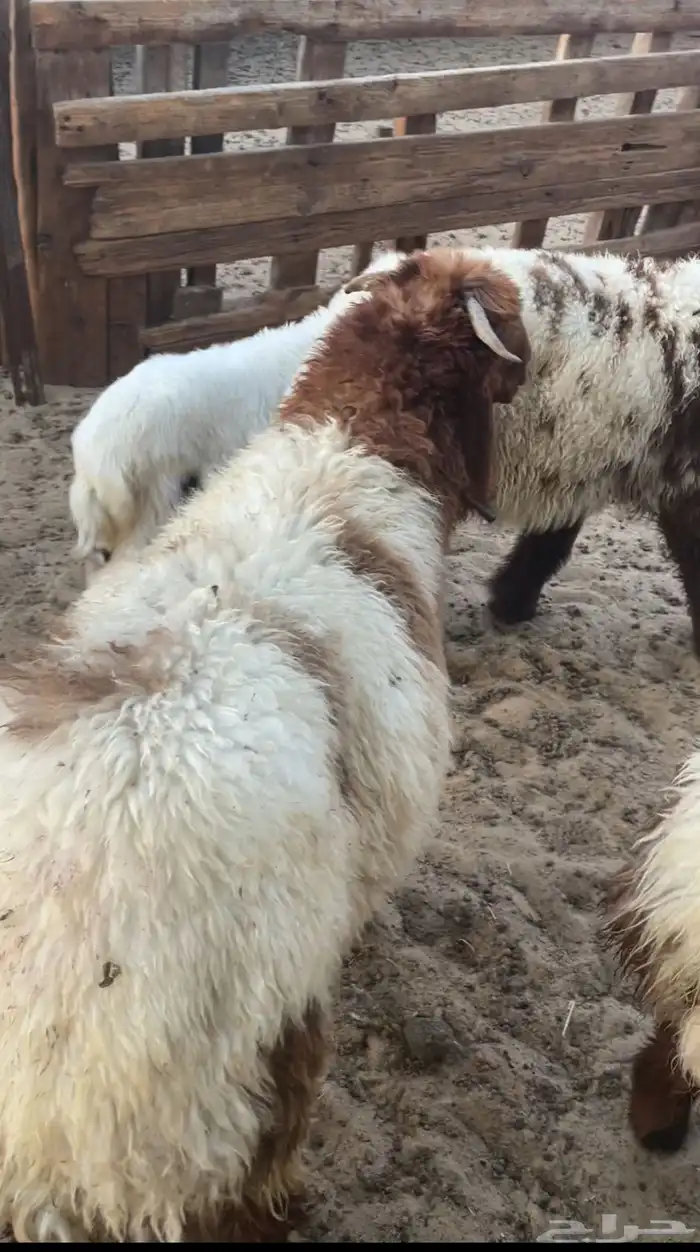 ذبائح نعيمي بلدي وتيوس وحري للبيع للثلاجات والمناسبات 4