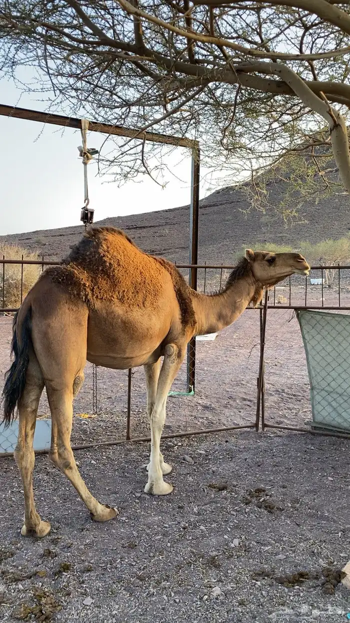 ناقه حمر على ضرب 5