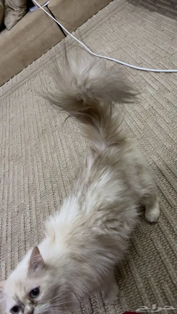 قطوه 1