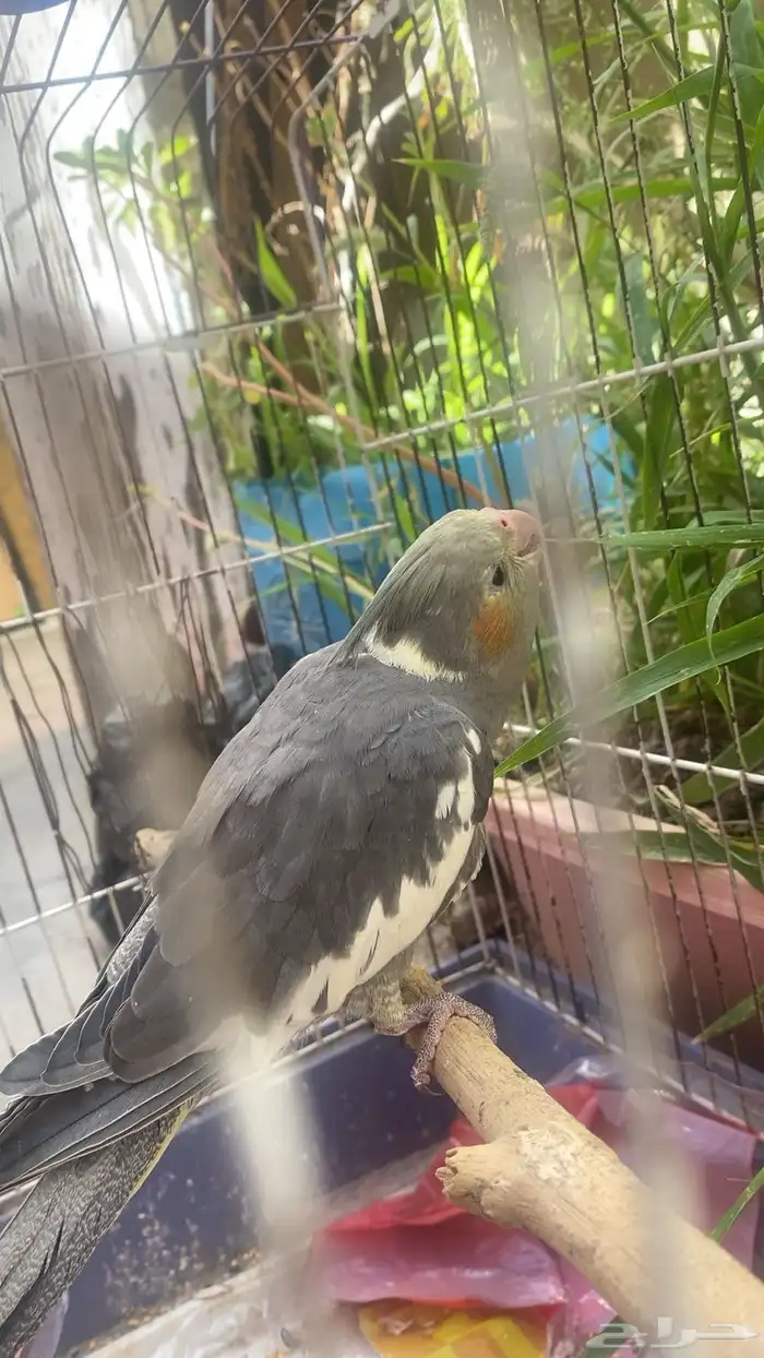 عصفور كروان 0