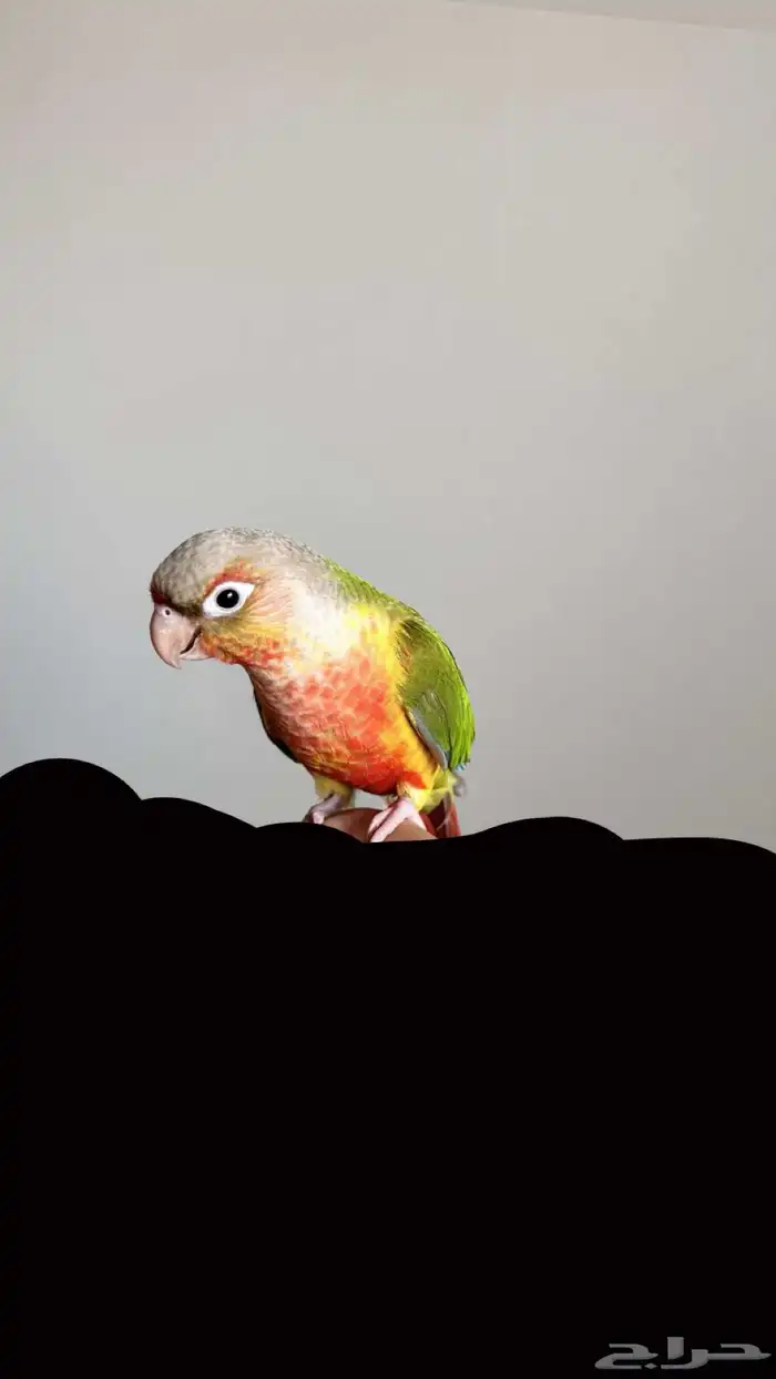كنيور اليف مره 0
