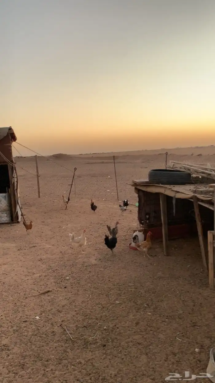 دجاج 5
