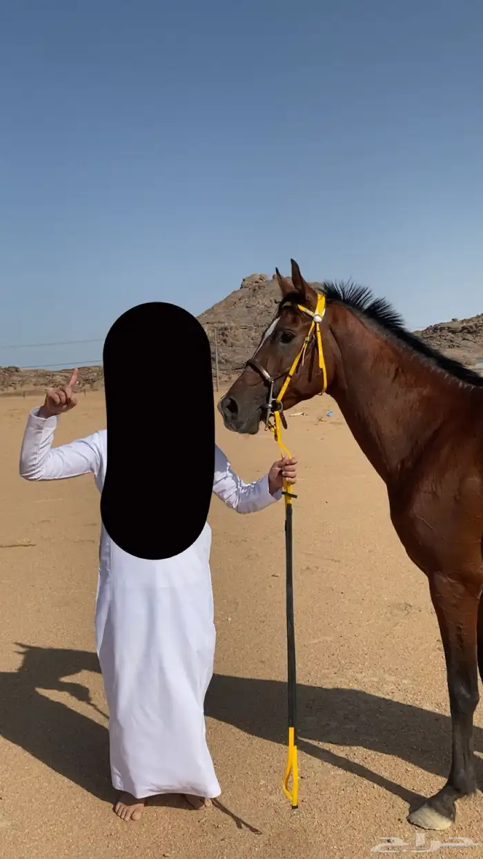 حصان شعبي سبوق طياره 1