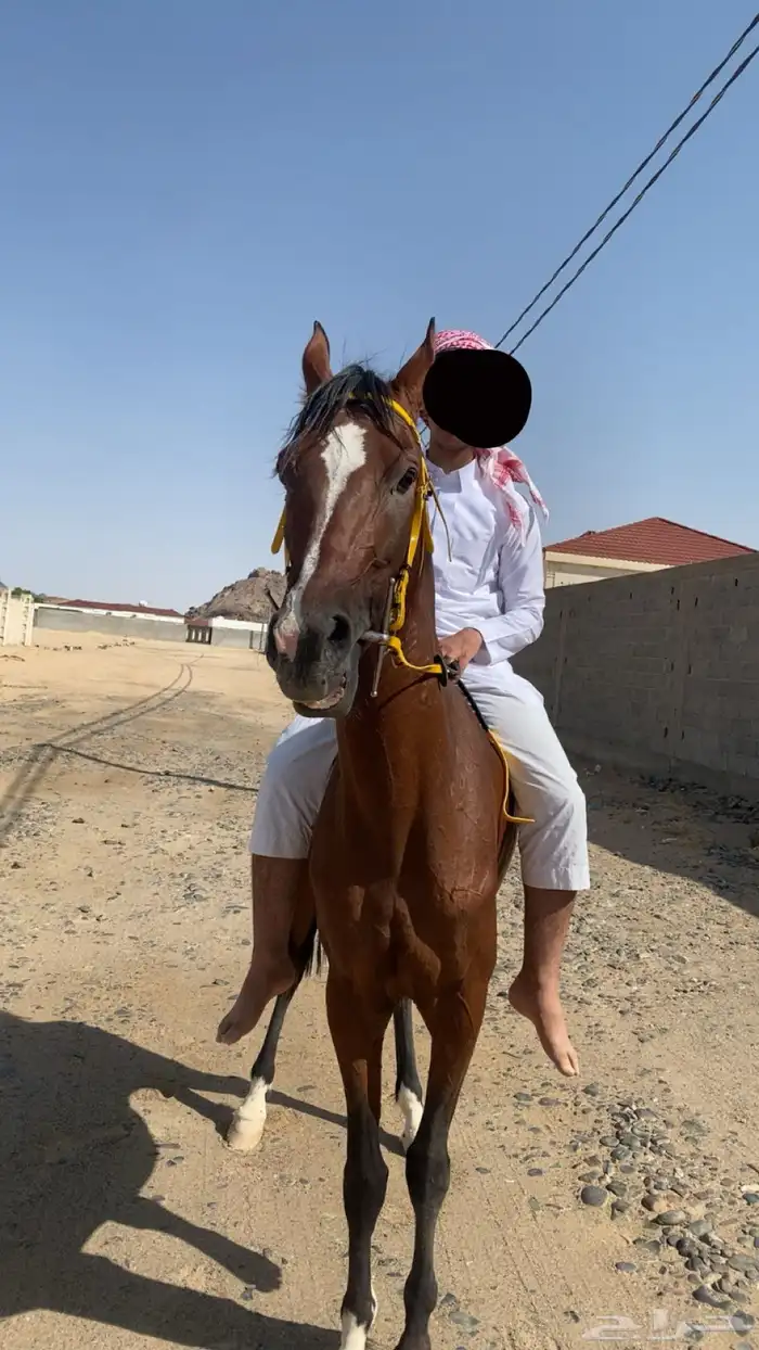 حصان شعبي سبوق طياره 2