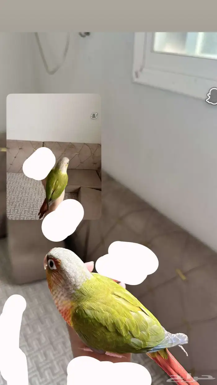 كنيور اليف مره 1