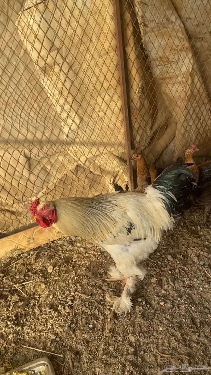 ديك براهما 1