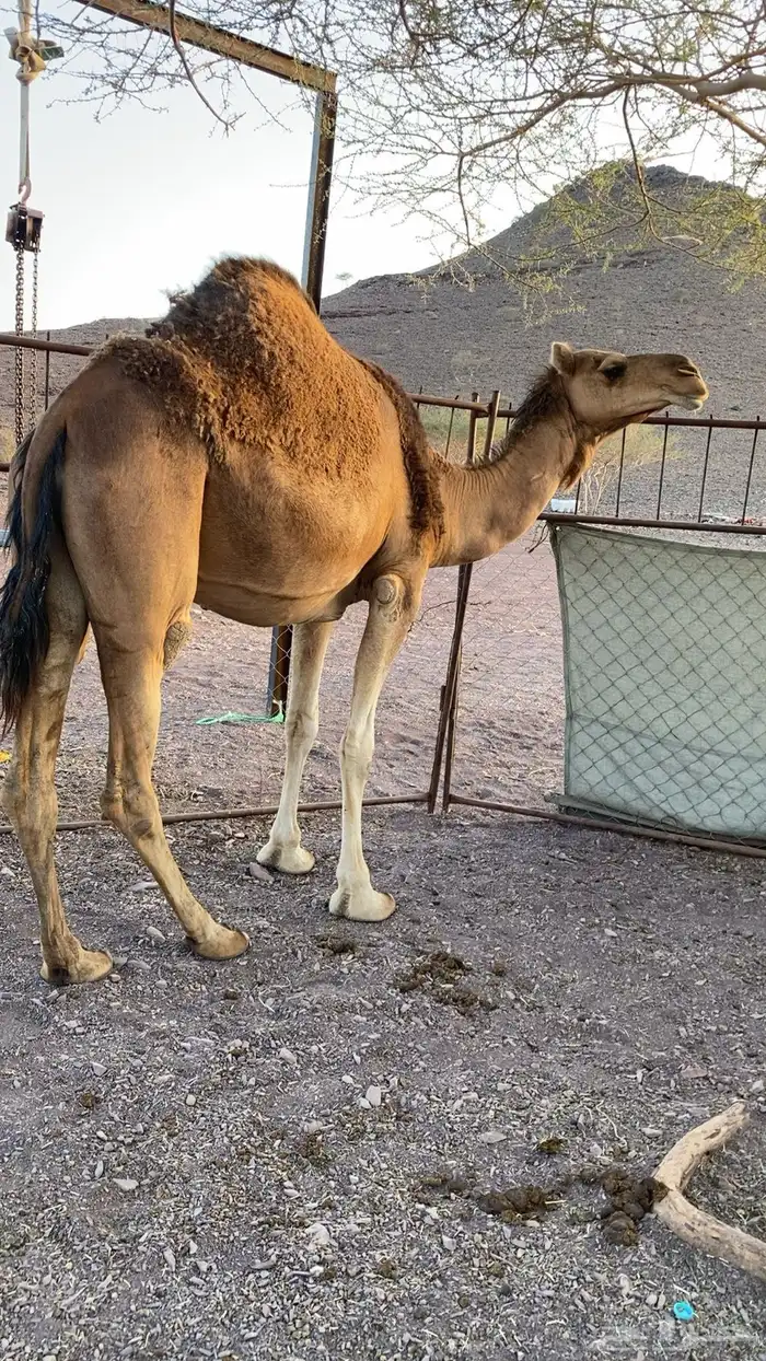 ناقه حمر على ضرب 1