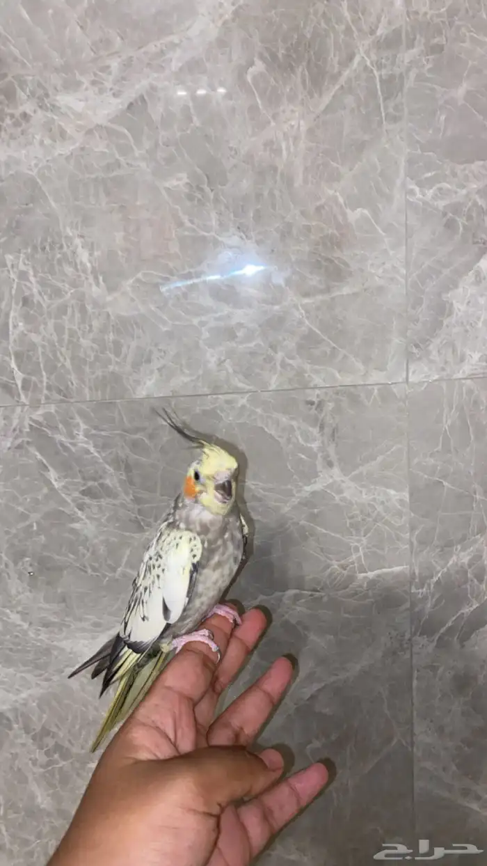 زوج كروان منتج والانثى اليفة 0