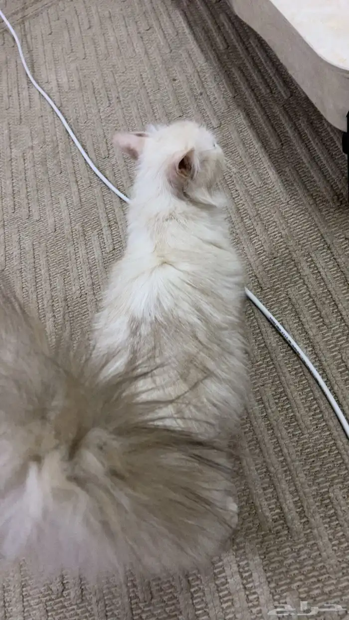 قطوه 2