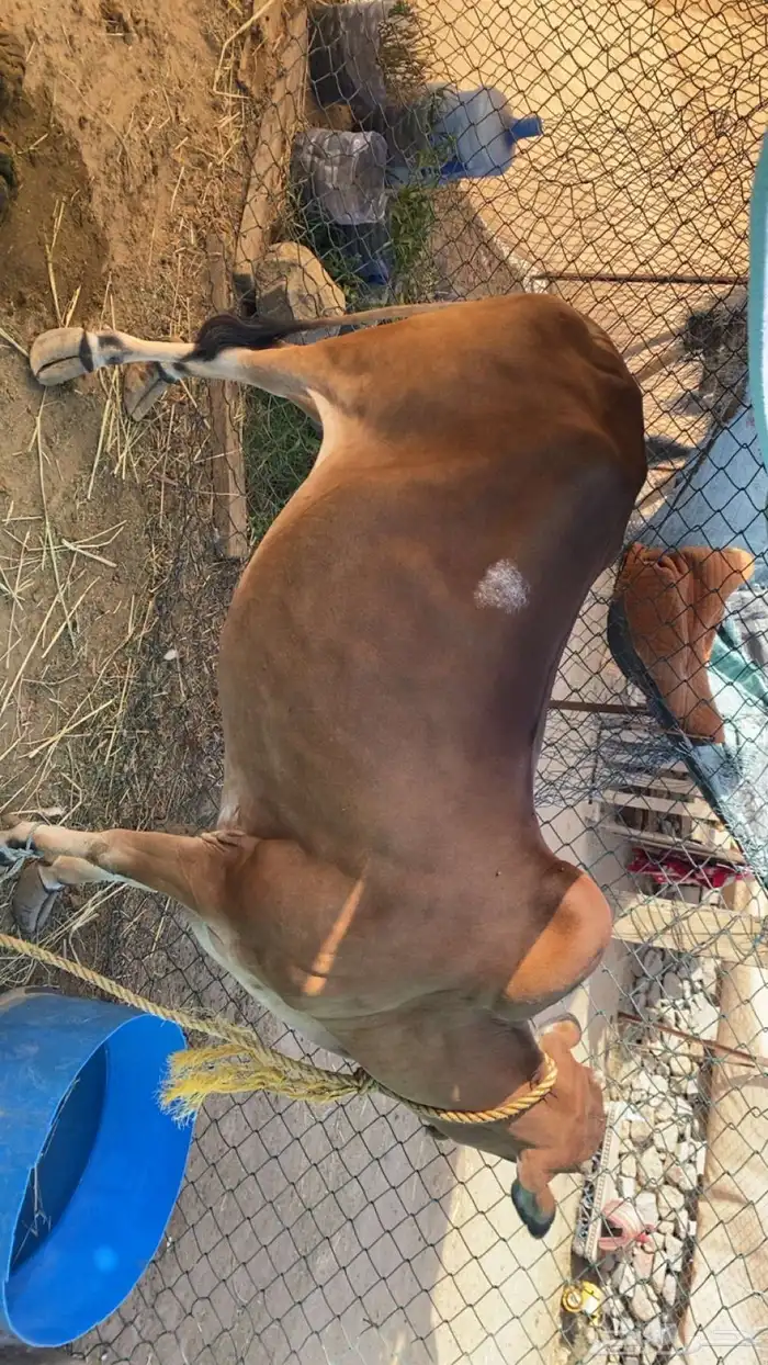 بقره صغيرة سن مقربه مشروطه 0