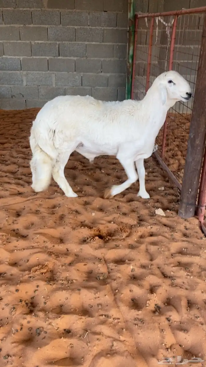حري خصم مشروع فحل 4