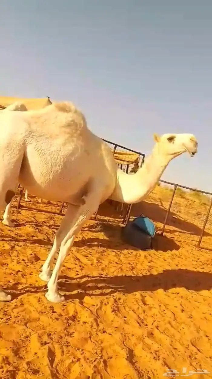 أبل بكار انتاج الباتل 0