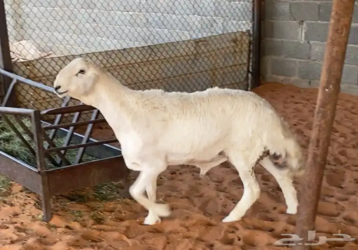 حري خصم مشروع فحل 0