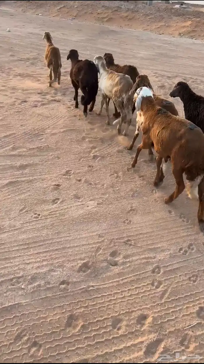 خرفان مرابي طيبة 0