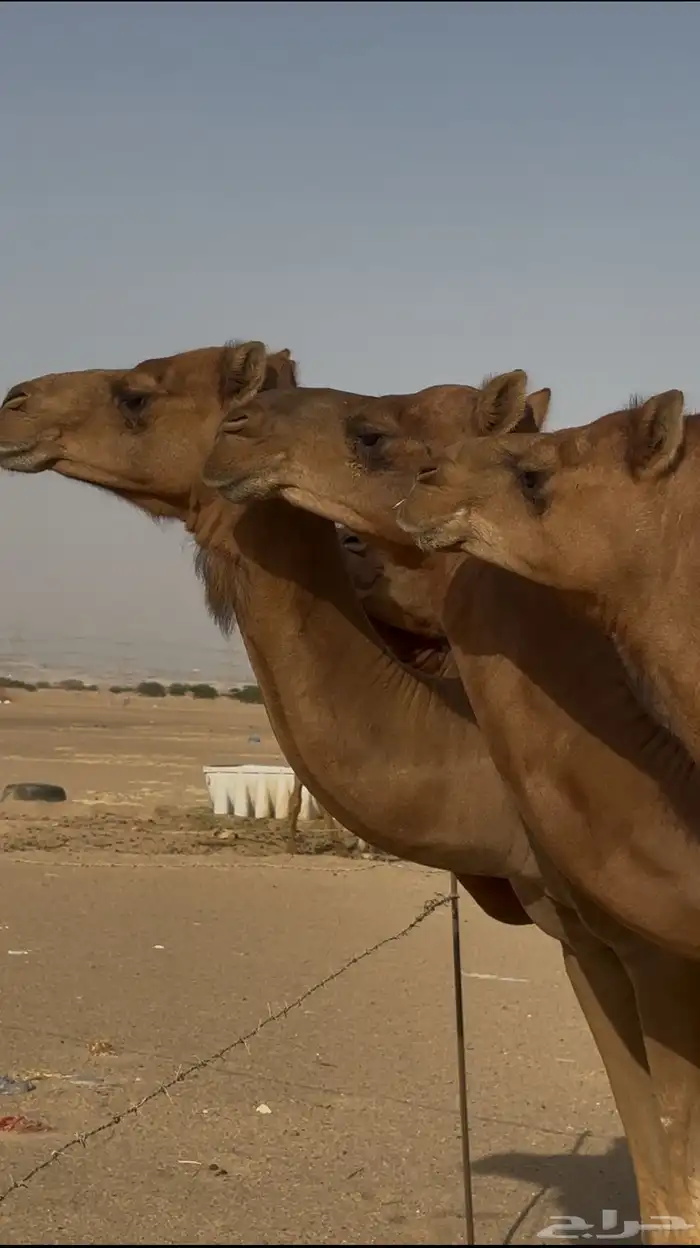 نياق سواحل حمر دهم 3