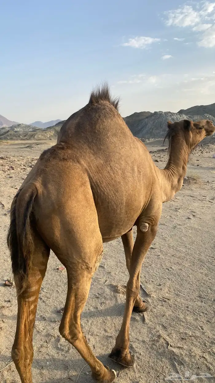 اعرض لكم ناقه لقحه 4