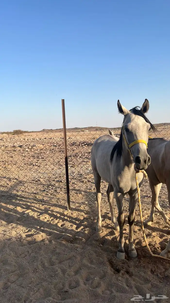 مهر واهو باوراقه 1
