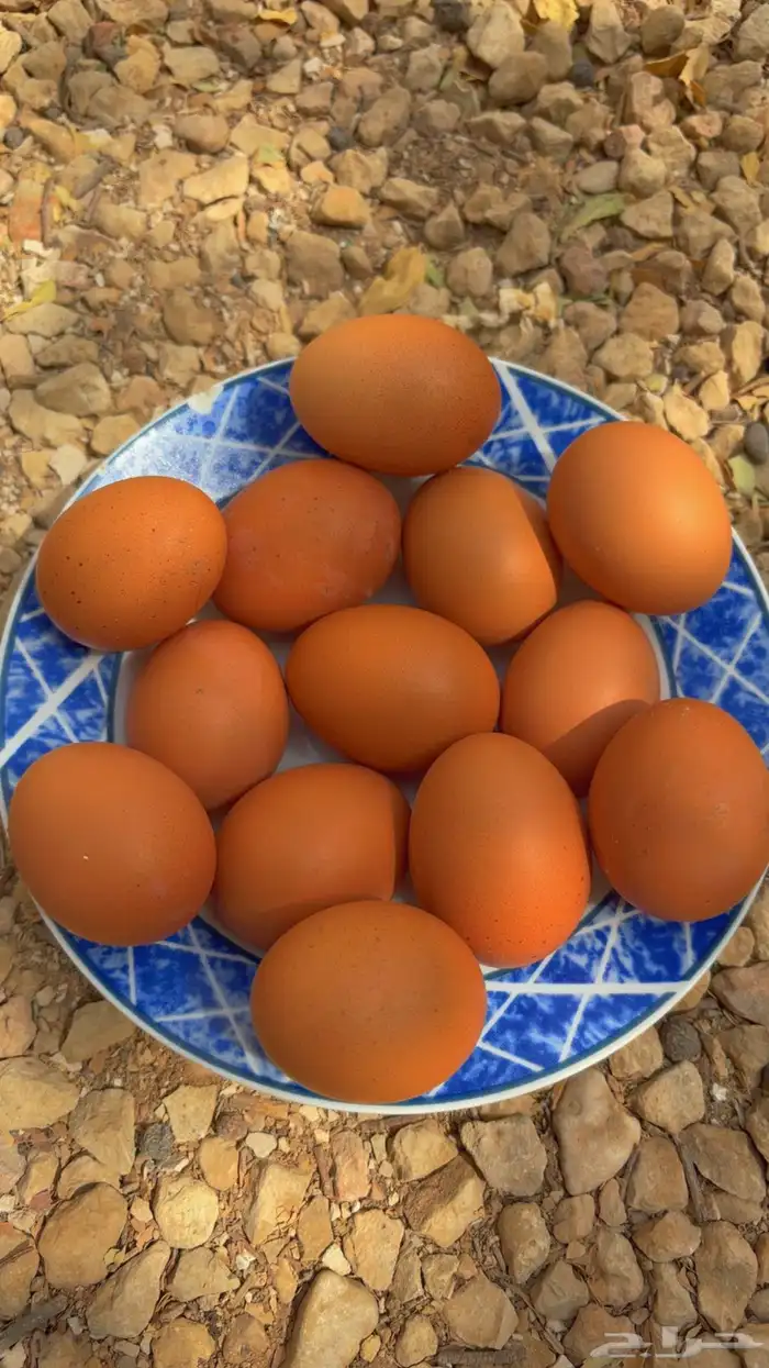 صوص دجاج فاخر هجين بين للوهمان و الامروك 5