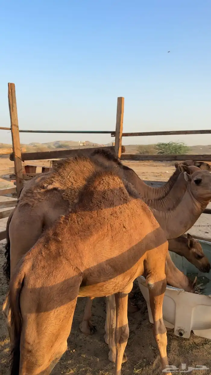 قعدان بلدي بريه كفو مشروطه 3