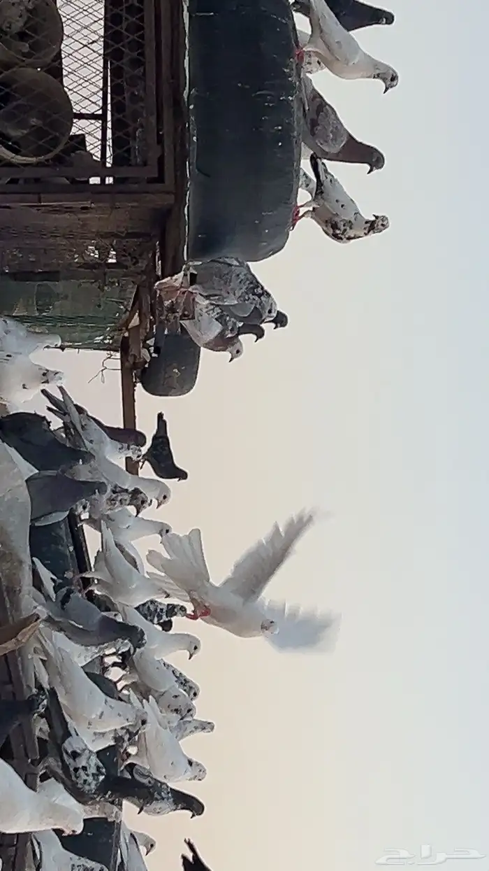 حمام للبيع بلدي و فرنسي مخلوط مع بعض 1