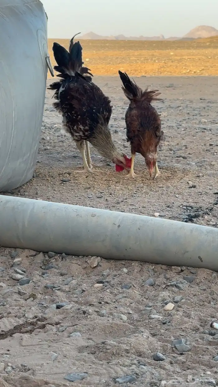 دجاج 1