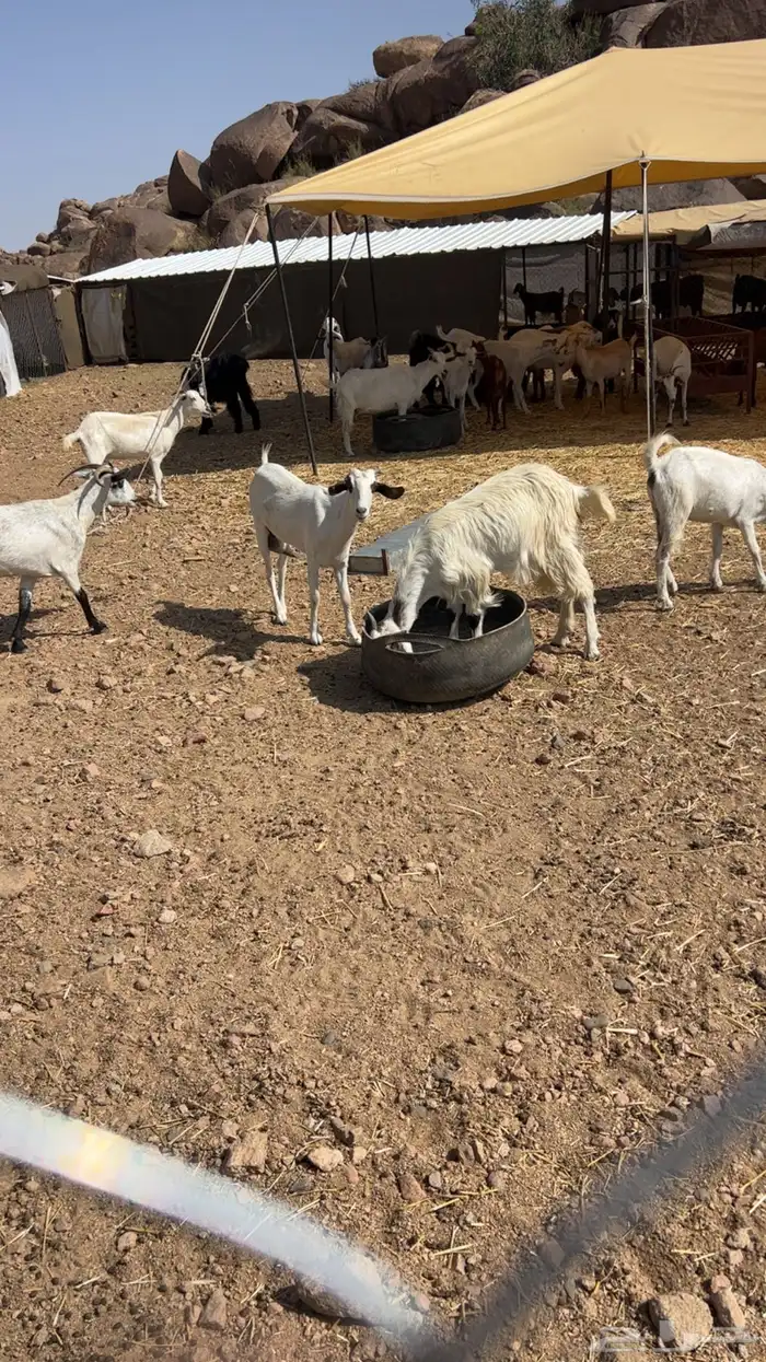 معزاء سرحه مشكله 1