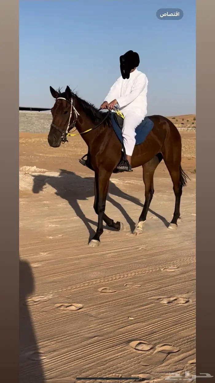 حصان ركوب معسوف وهادي 1