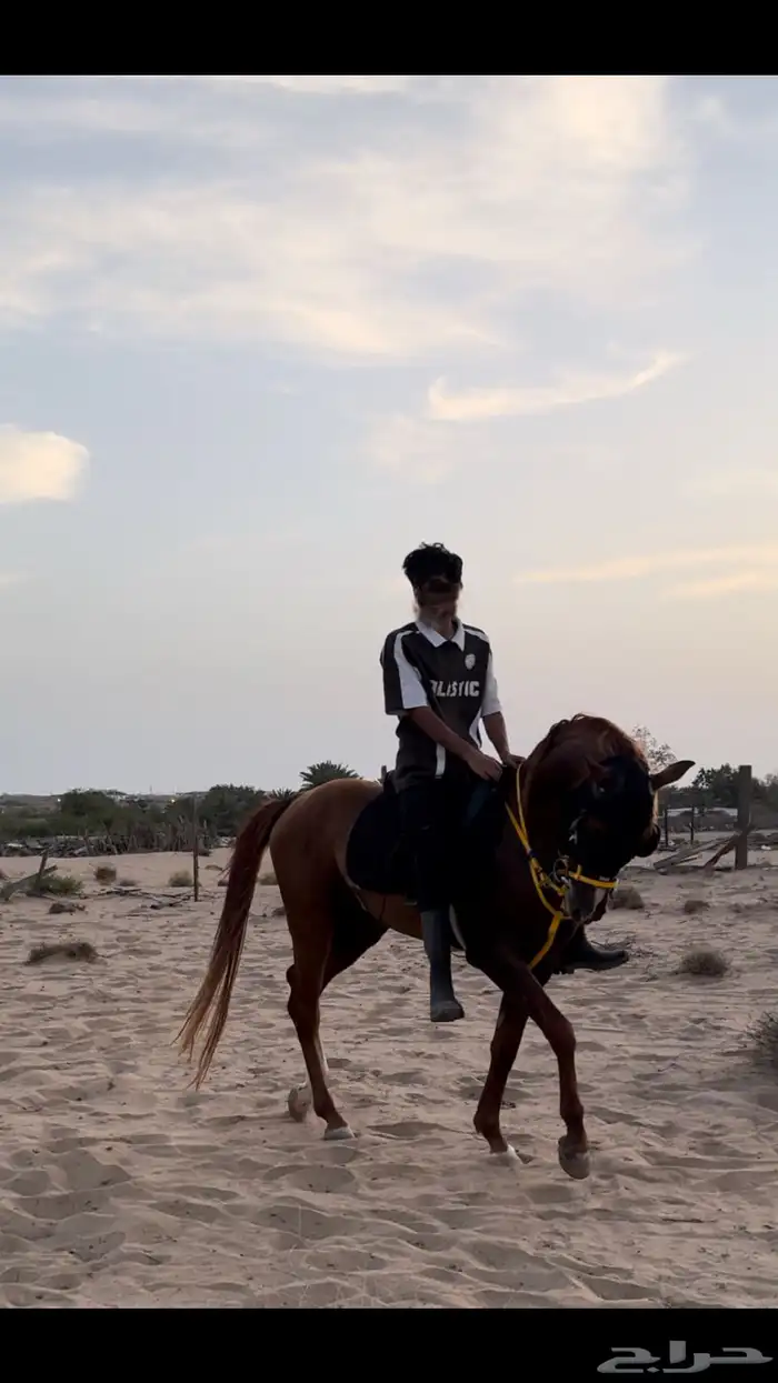 حصان شعبي للبيع 4