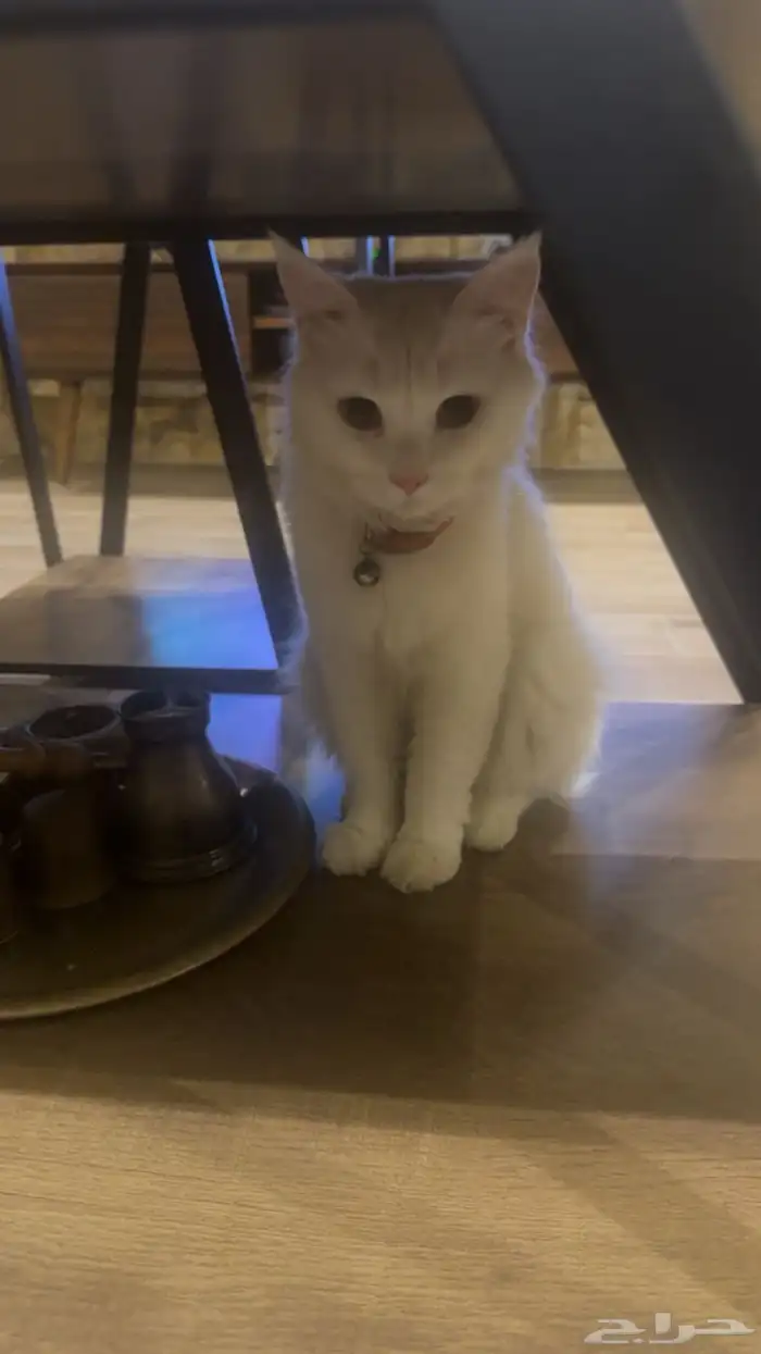 شيرازي 0