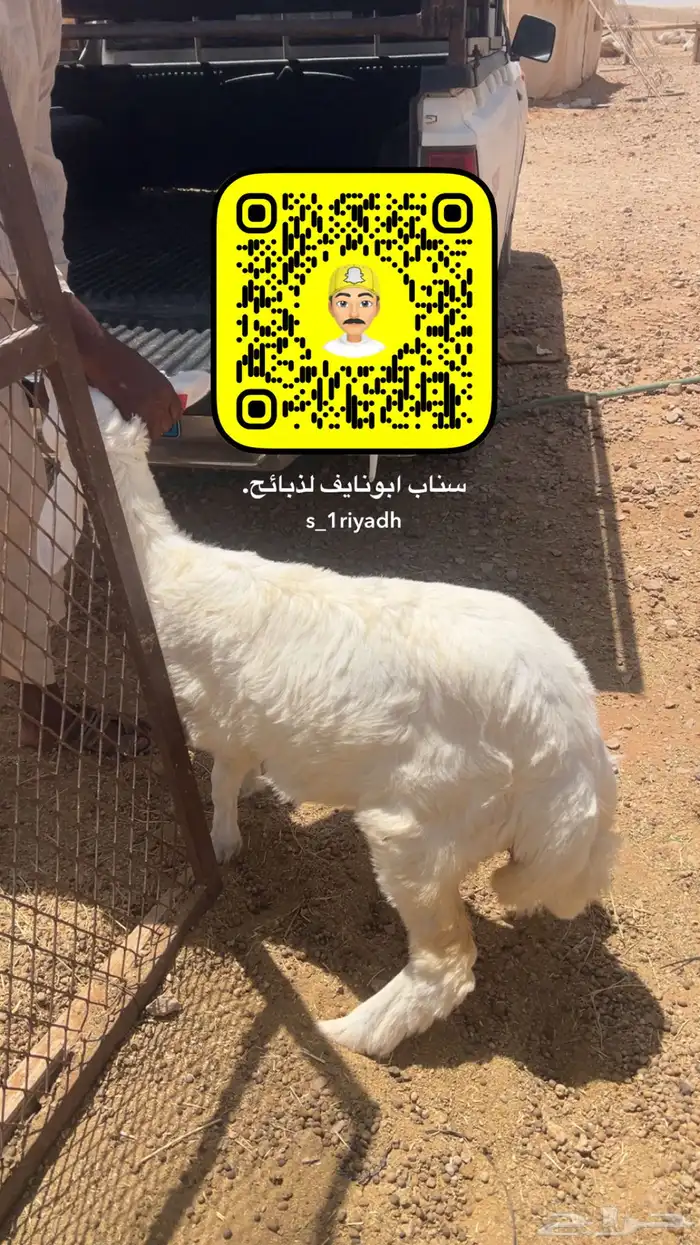 ذبايح ذبيحه نعيم هرفي جبر نعيمي وسط حري هرافي حريات 10
