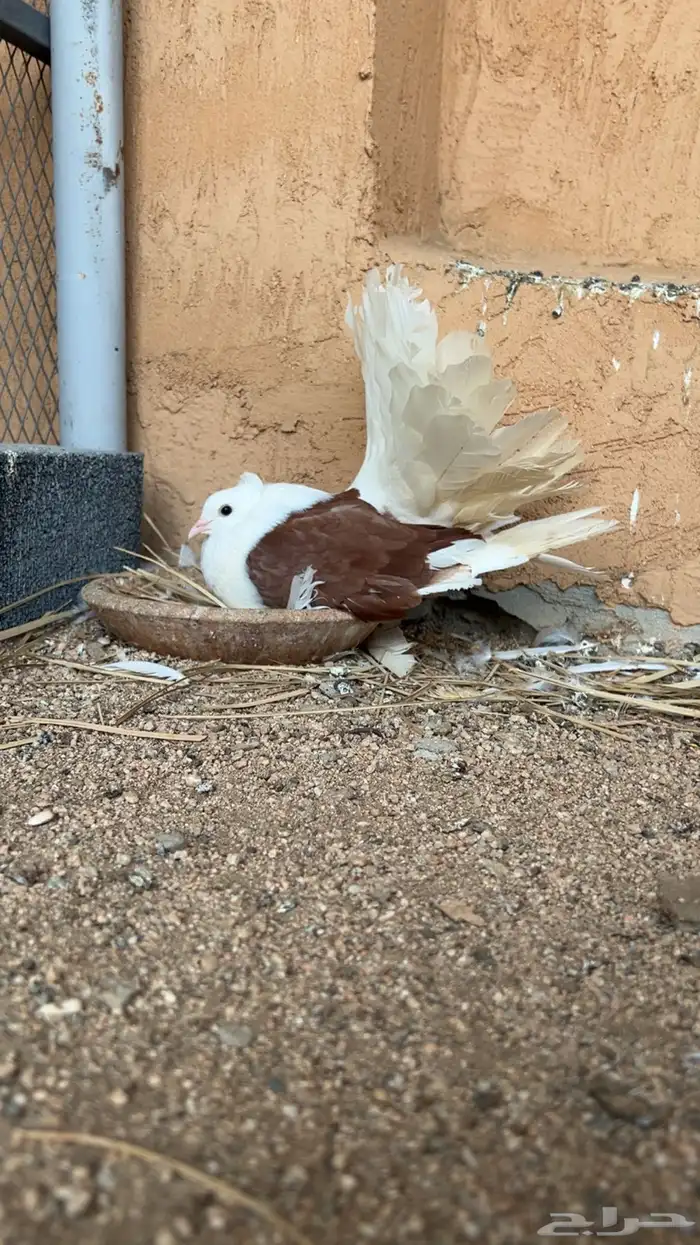 زوجين رقاص امريكي تم البيع 4