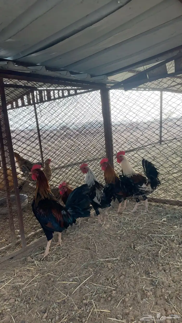 ديكه فحول 0