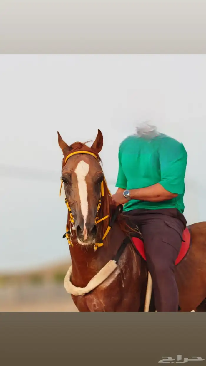 حصان شعبي للبيع 0