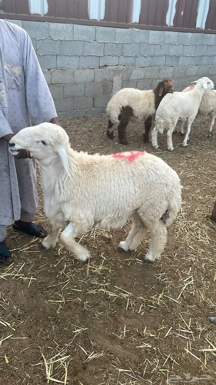 ذبائح نعيمي بلدي وتيوس وحري للبيع للثلاجات والمناسبات 2