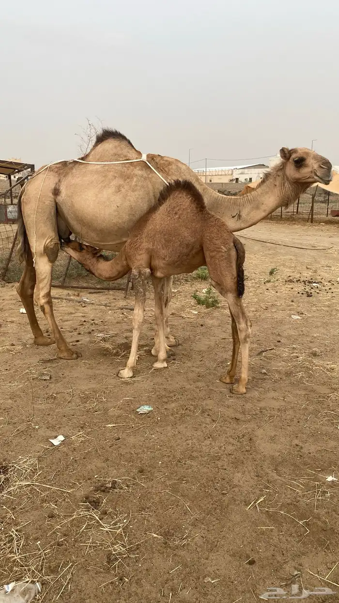 خلفه مشروطه شرط 2