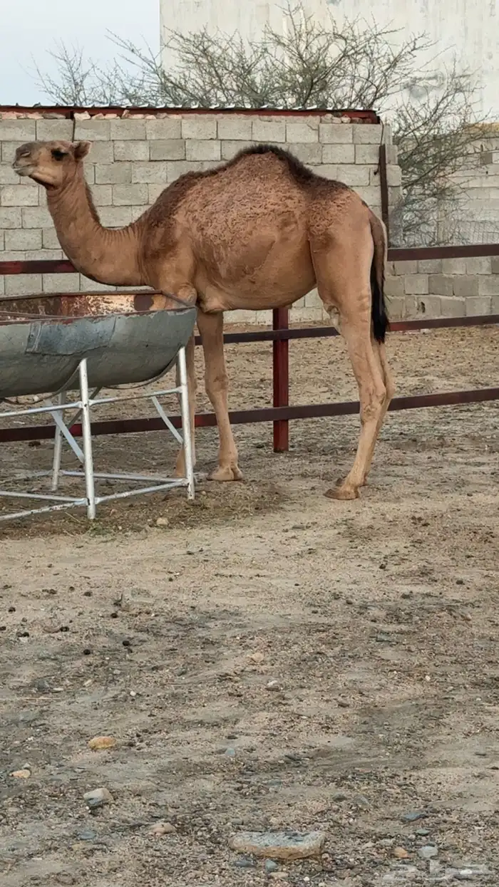 قعود مفرود 0