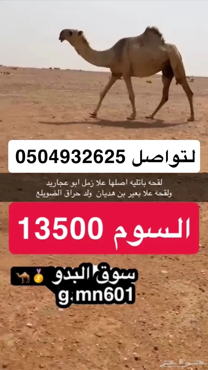 للبيع قعدان ولقعه لتواصل 0