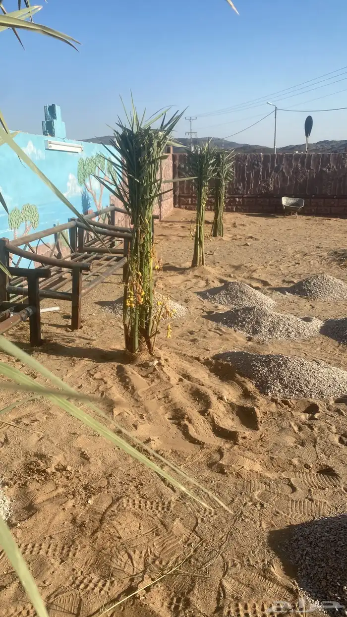 يوجد لدينا نخل 5 فسيايل البيع مثمر خلاص في الدودمي 0