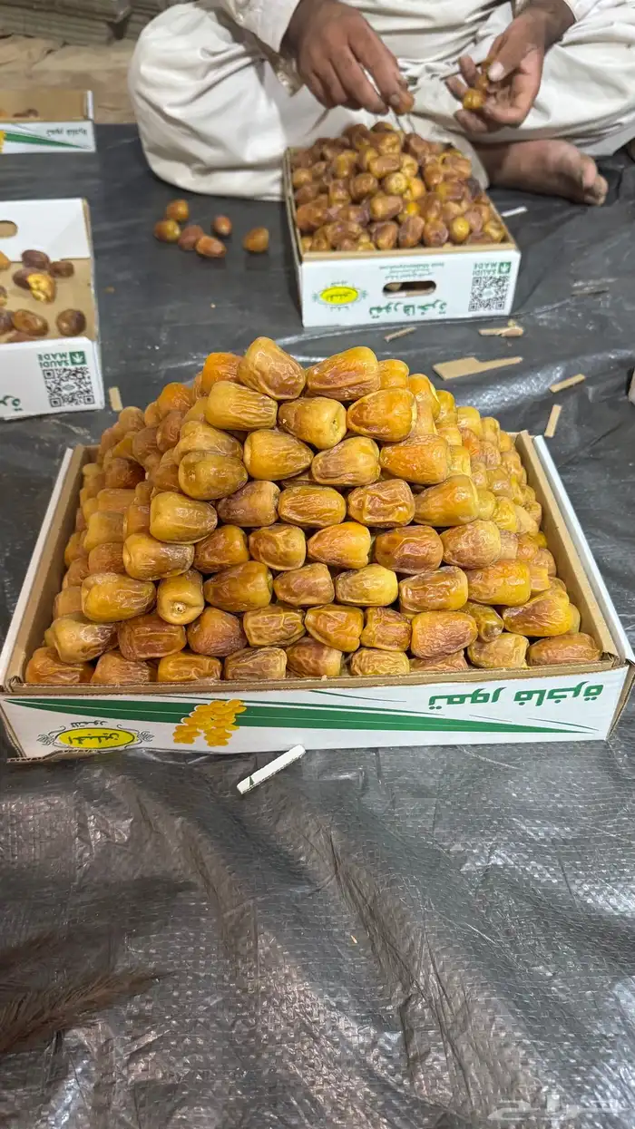 مفتل ملكي فاخر 1