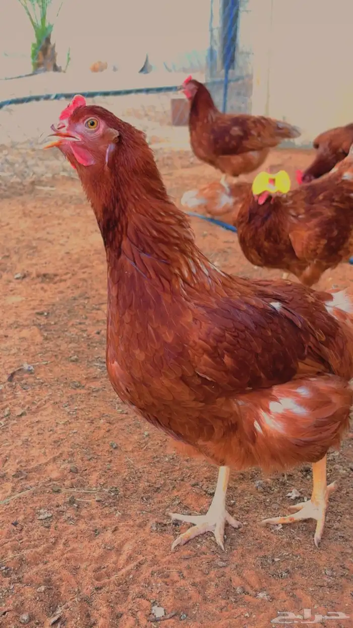 صوص دجاج فاخر هجين بين للوهمان و الامروك 1