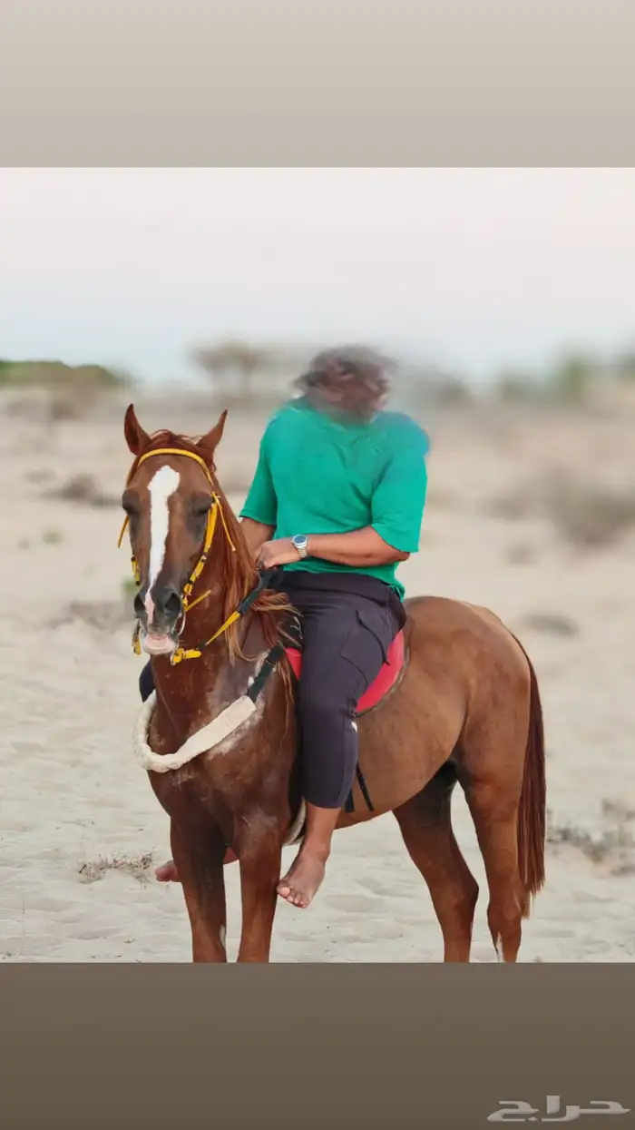 حصان شعبي للبيع 14