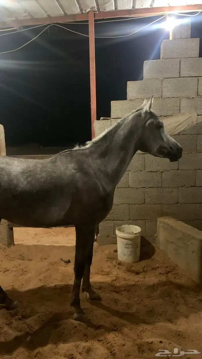 حصان شعبي فاخر ماشاءالله 3